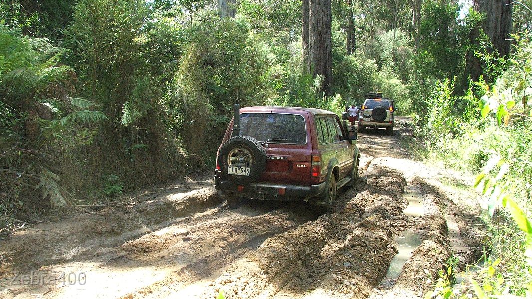 06-Goldie watches Big Red drive thru an Otways bog.jpg